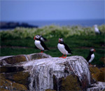 Puffins on Farne Islands