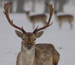 Deers Revesby Park